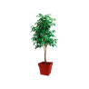 Occasion - EDA Pot de fleur carré Toscane - 39 x 39 x H 39 cm - 38 L - Rouge rubis